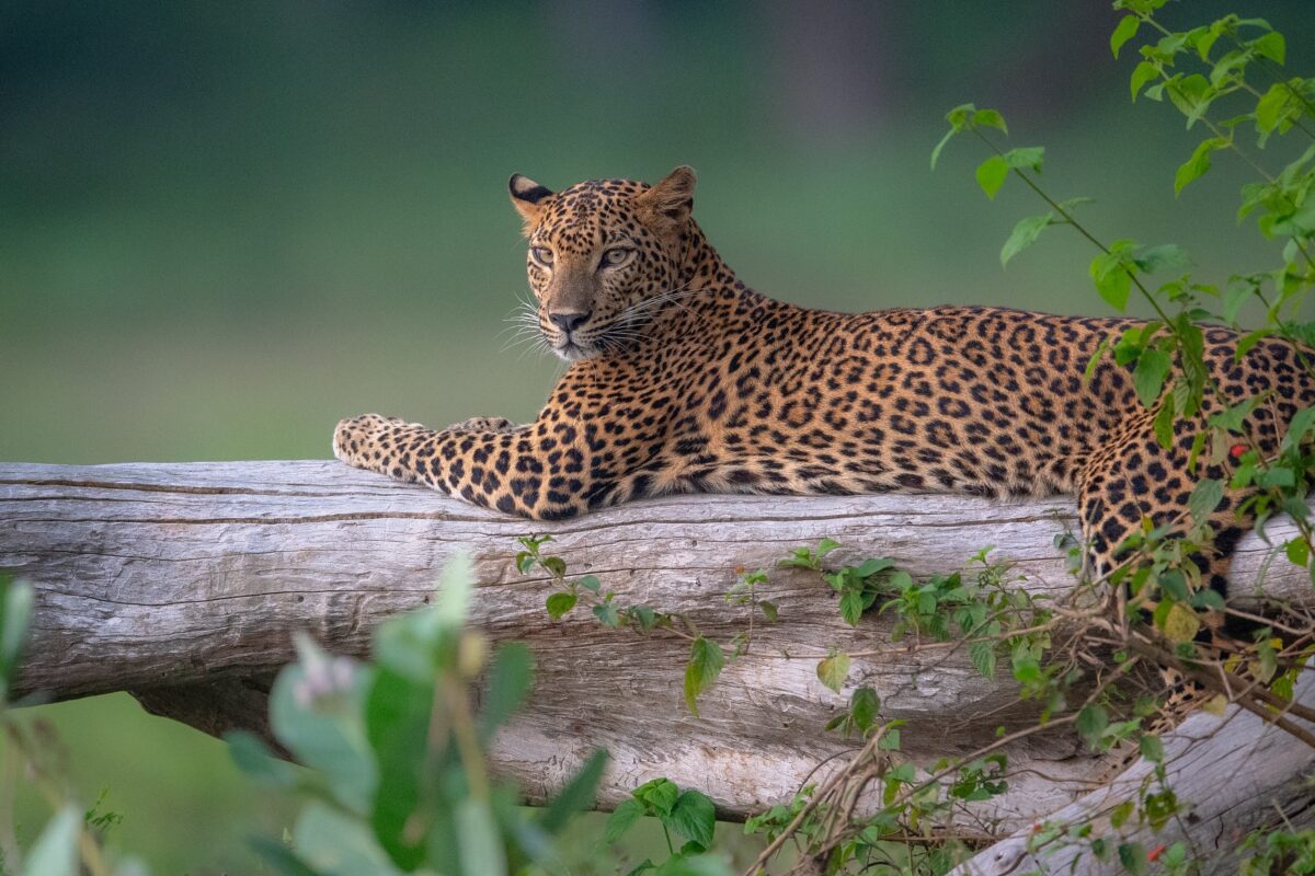 6 day Culture Hills and Safari tour in Sri Lanka