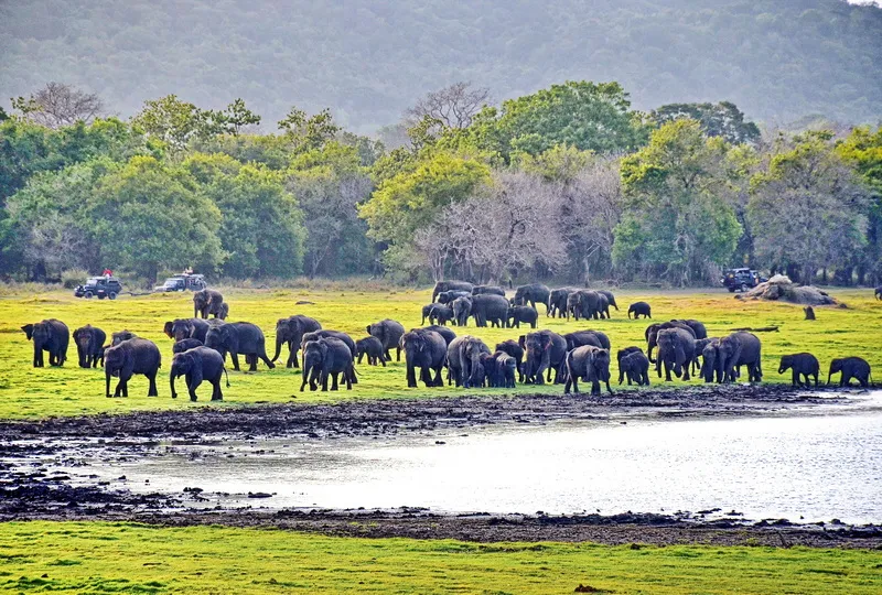 Minneriya National Park in Sri Lanka
