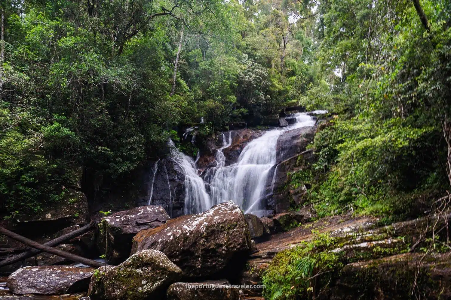 Sinharaja rainforest in Sri Lanka